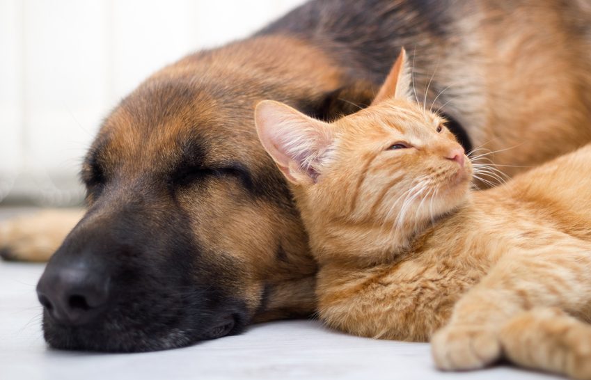 Paravet: productos para perros y gatos